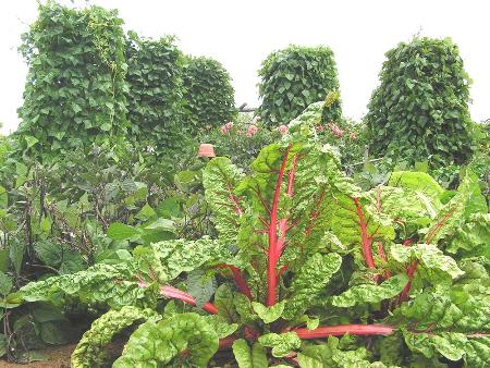 Garten Hofmann 1